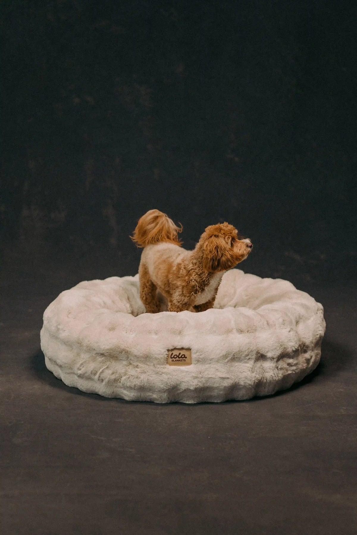 The Lola Bubble Pet Bed | Cappuccino